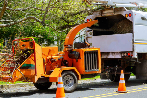 Mount Gilead, NC Tree Removal and Landscaping Services Company